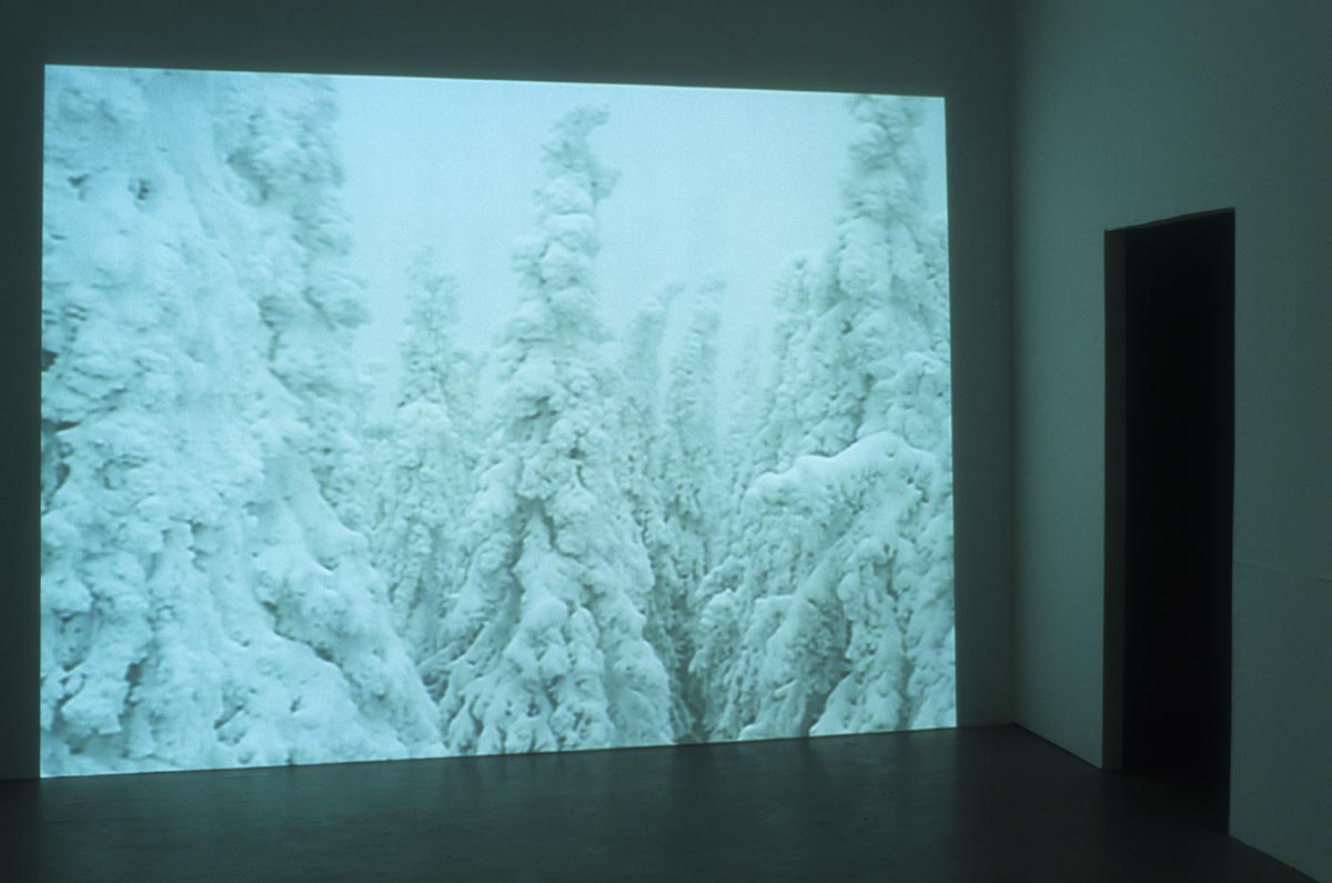 A video installation showing a forest in winter.