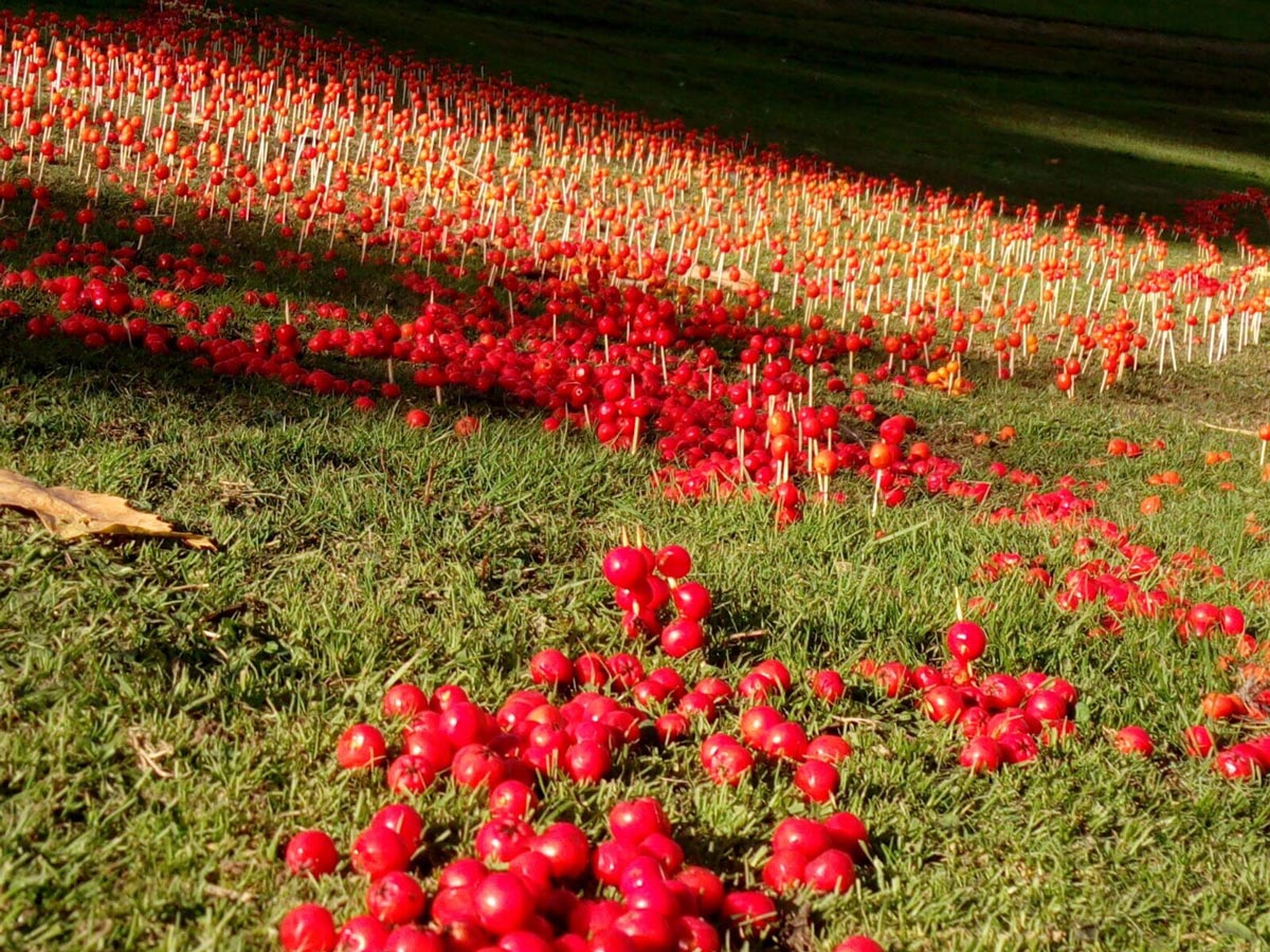 An installation of rowan berries on toothpicks.