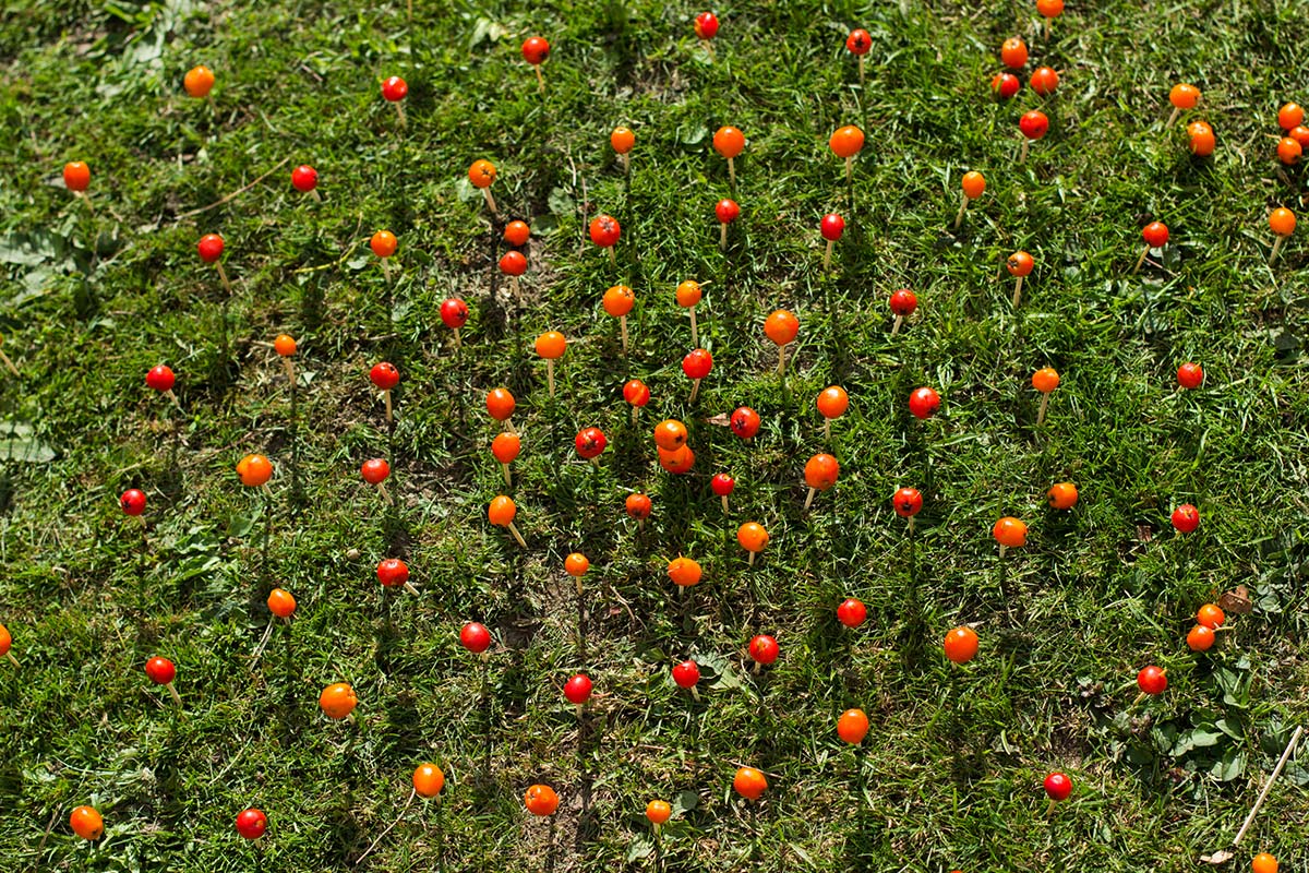 Red and orange rowan berries on toothpicks on grass creating a vortex.