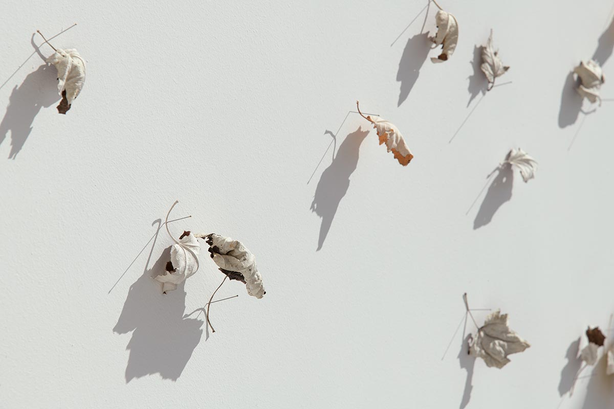 A number of white poplar leaves on a wall.