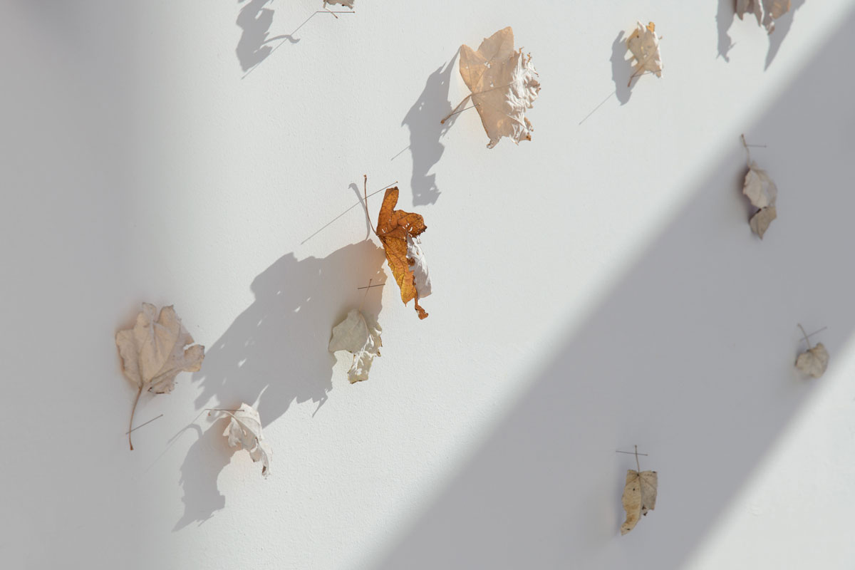 Big shadows of white poplar leaves that are attached with needles on to a wall.