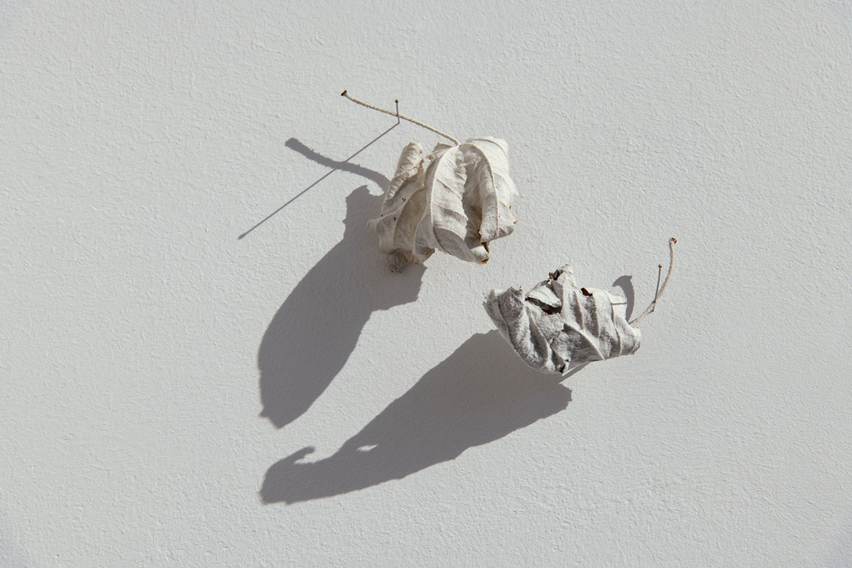 A big shadow of a white poplar leaf that is attached with a needle onto a wall.