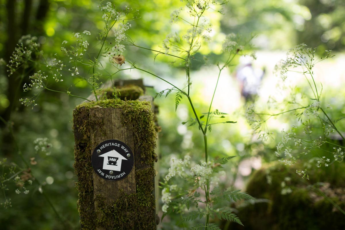 A heritage way sign, white flowers and green plants.