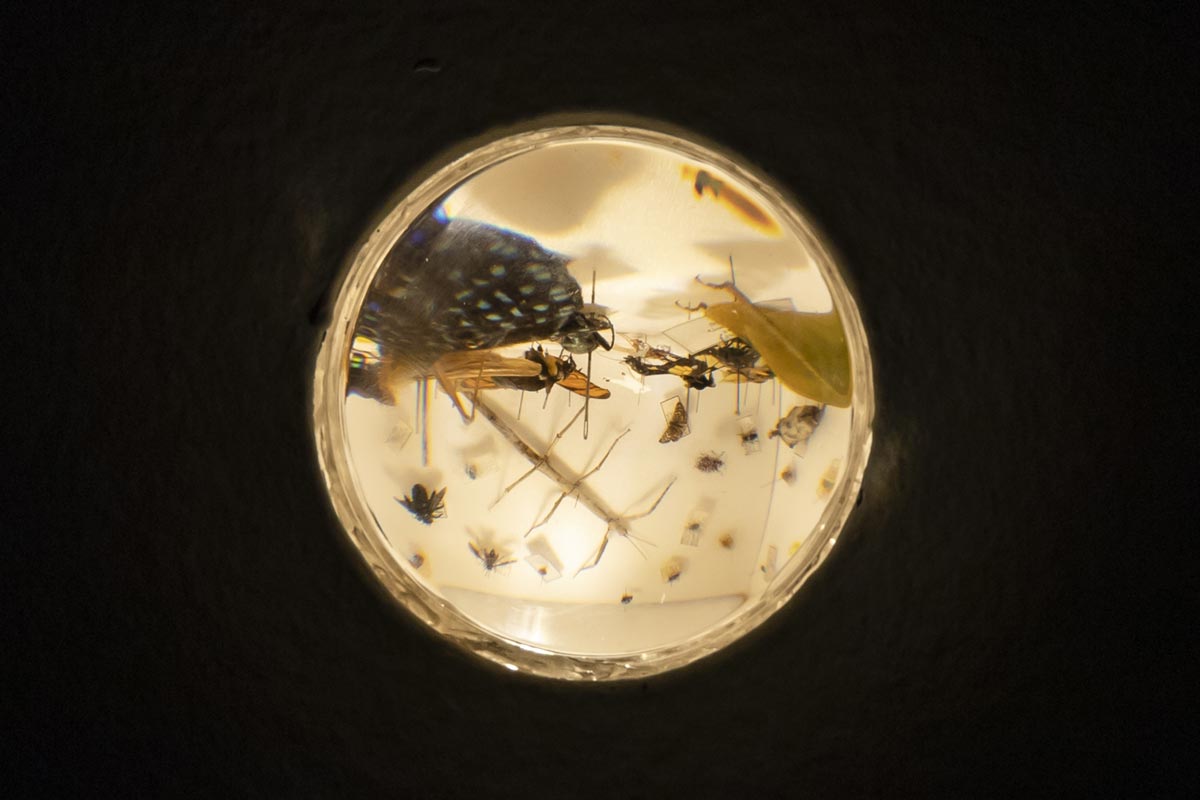 In the peephole, there are insects attached by needles on to walls of a tiny box gallery.